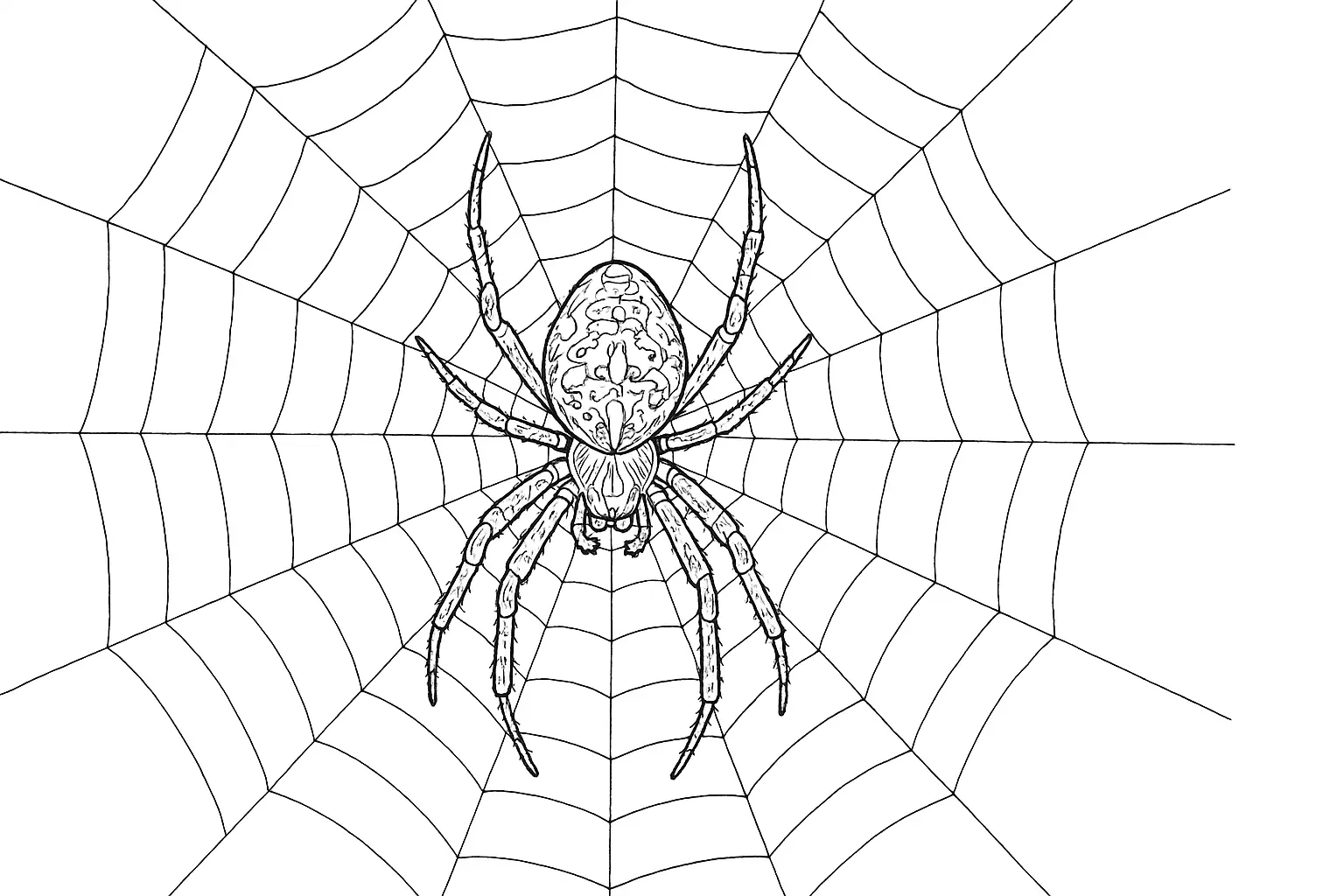 Kreuzspinne im Netz – Ausmalbild mit Spinne und Muster