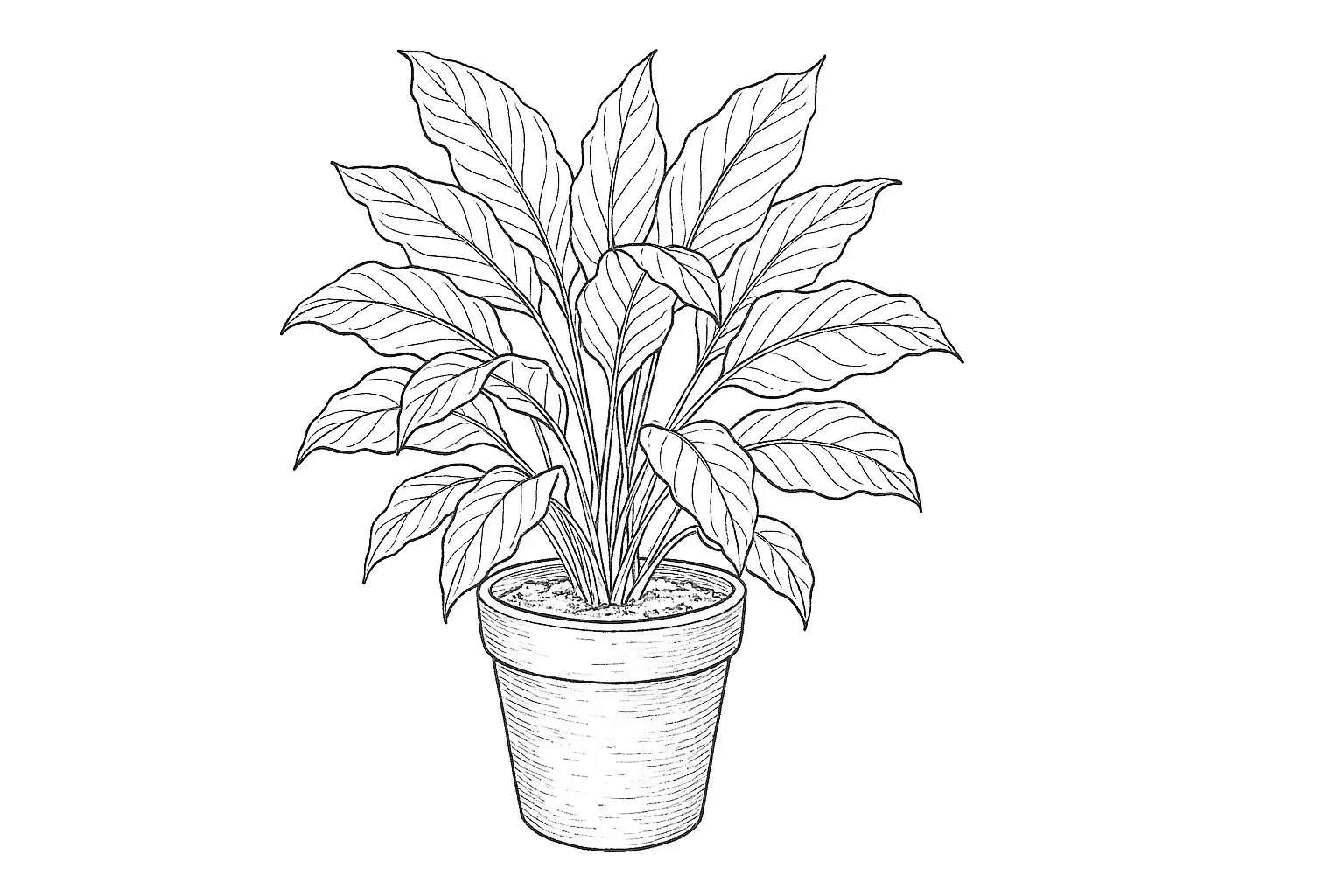 Friedenslilie Ausmalbild: Topfpflanze als Malvorlage