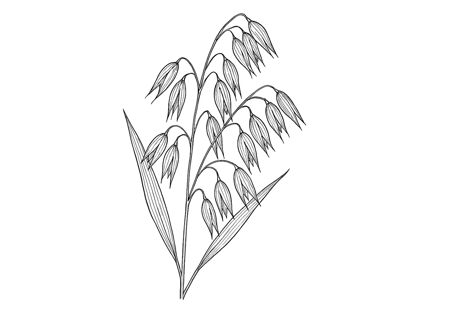 Hafer Ausmalbild – Getreidepflanze mit Rispenstruktur
