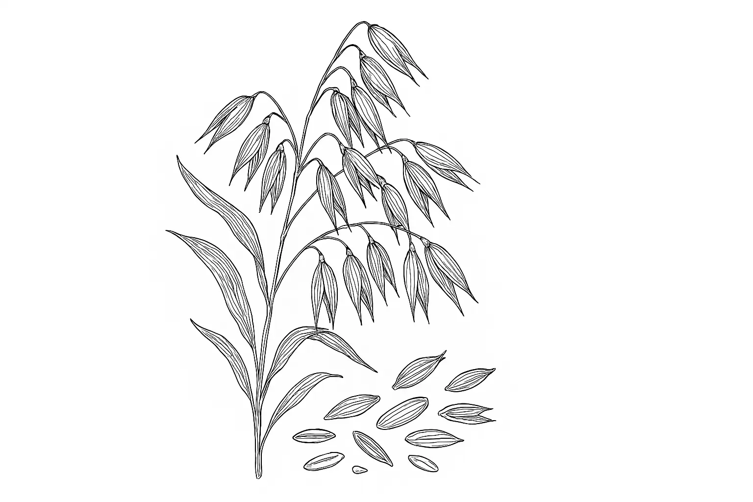 Hafer Malvorlage zum Ausdrucken – perfekt für kleine Entdecker